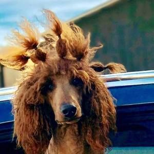 Meet your Posher, Mikotheredpoodle